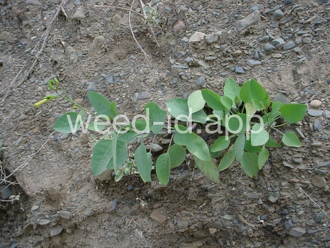 tobacco, tree